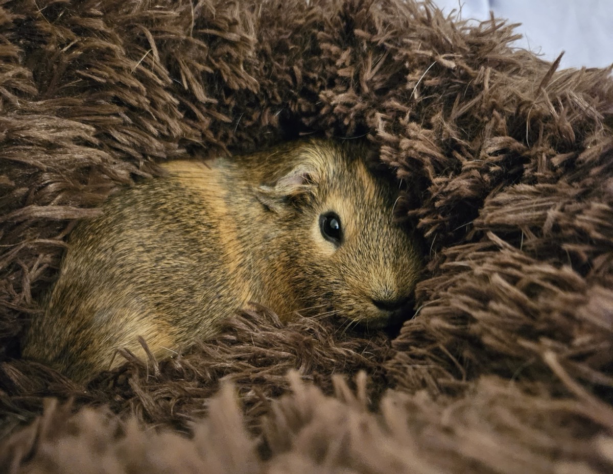 A guinea pig being cared for at home