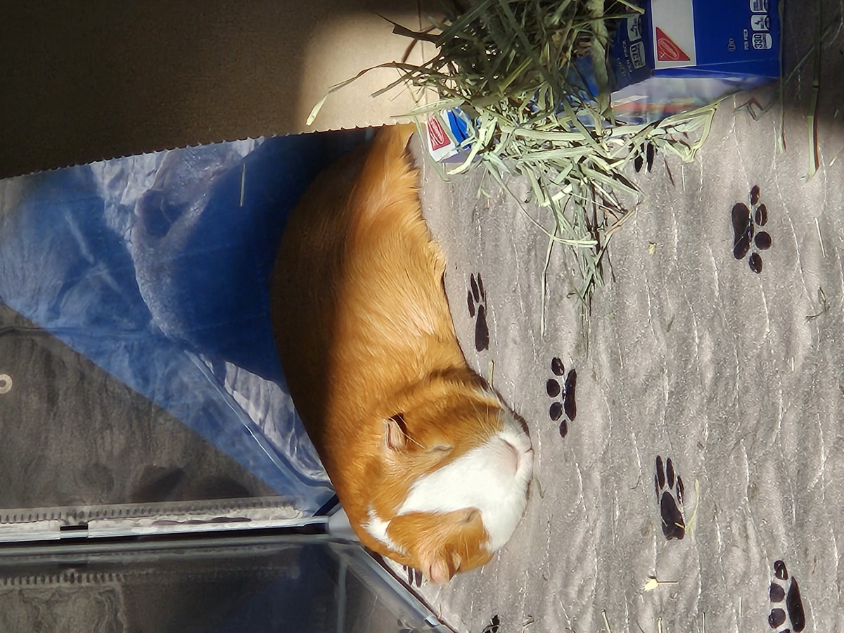 Luca