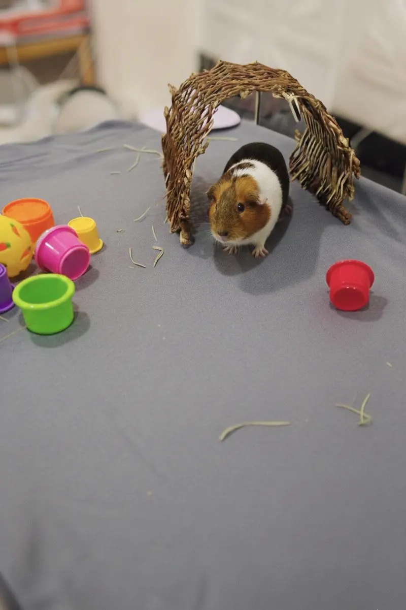 Guinea pig on Clinical Series fleece liner