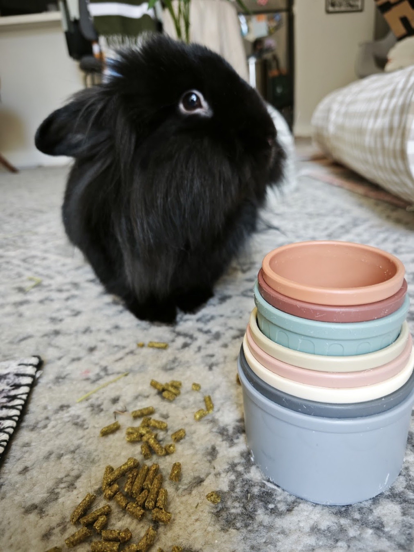 A rabbit enjoying treats at home